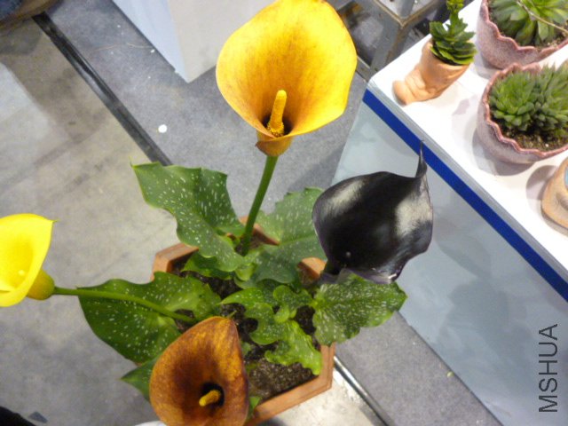 P1000398.JPG
