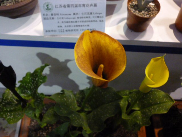 P1000425.JPG