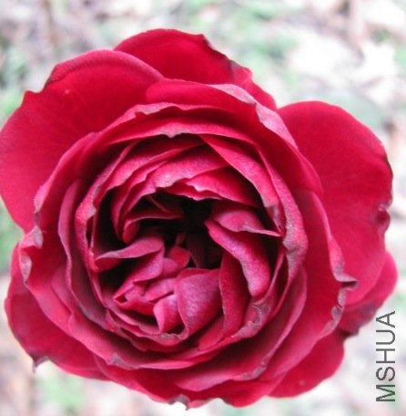 9(STVFC{(AEFWN4J`WMRQ_Q.jpg
