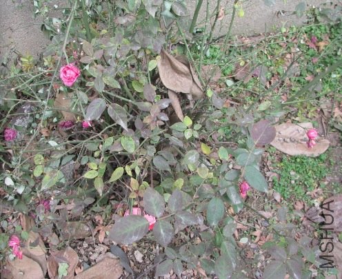 DQ~_K)(2O}X[X{Z5K(SAK6I.jpg