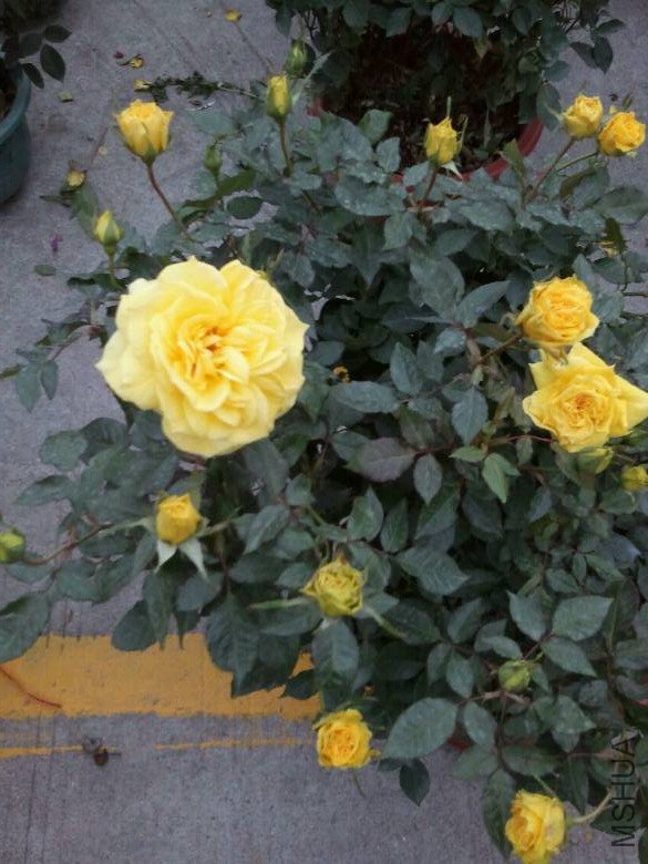 4530949_776093635_rotate1.jpg