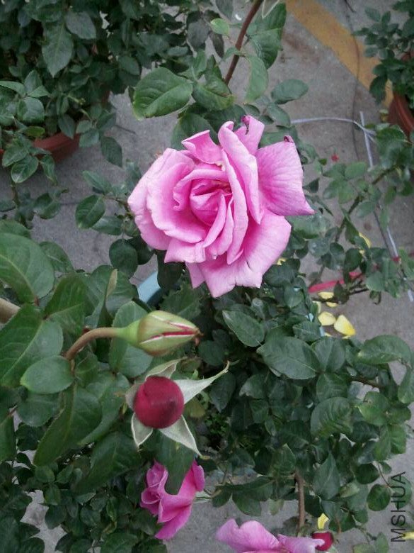 4530949_776093779_rotate1.jpg