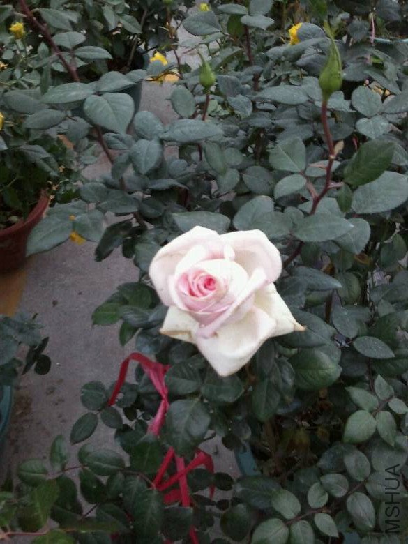 4530949_776093870_rotate1.jpg