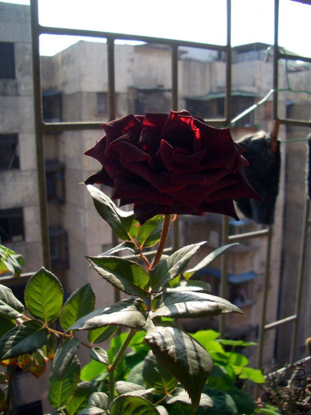 CIMG0528.jpg