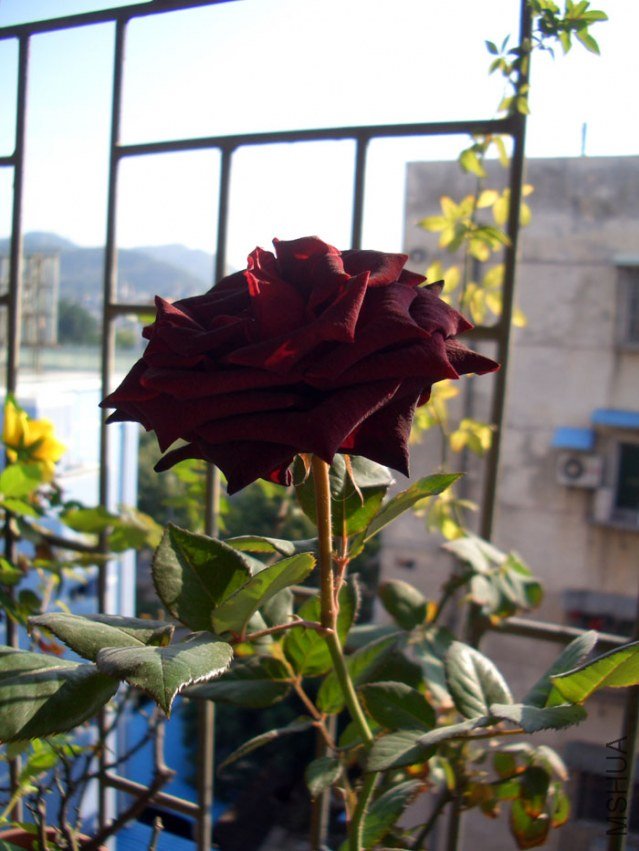 CIMG0526.jpg