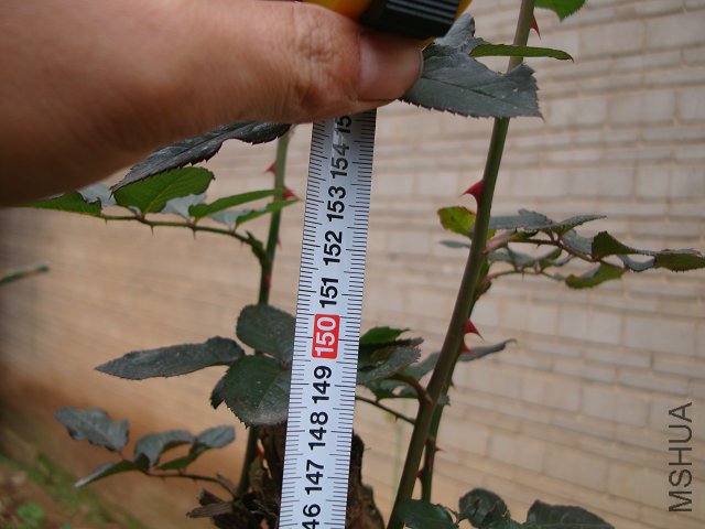 DSC05216.JPG