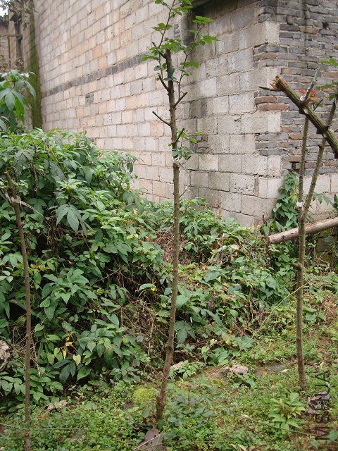 DSC05224.JPG