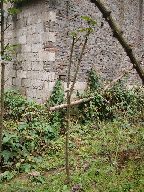 DSC05225.JPG