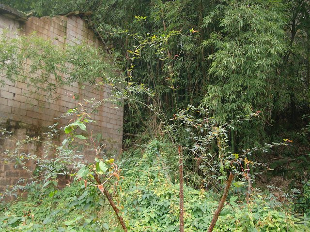 DSC05229.JPG
