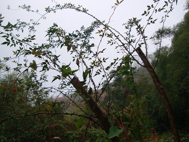 DSC05230.JPG