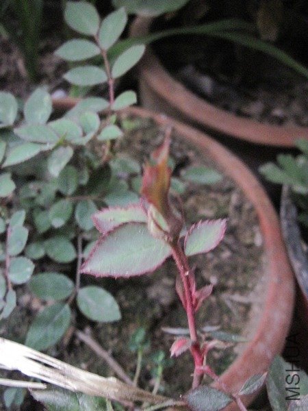 2011.12.26.11.41.55.01.jpg