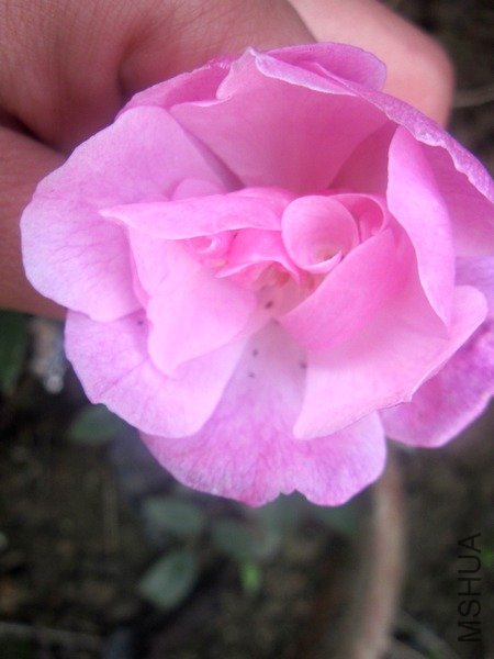 2011.12.26.11.42.34.01.jpg