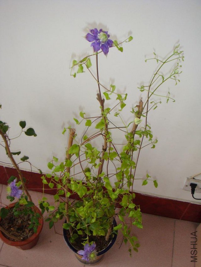 DSC08450.JPG