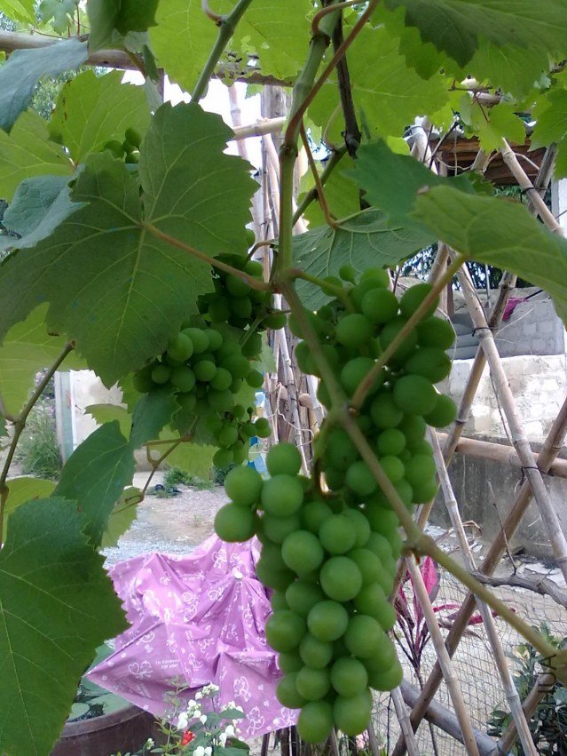 20110526415.jpg