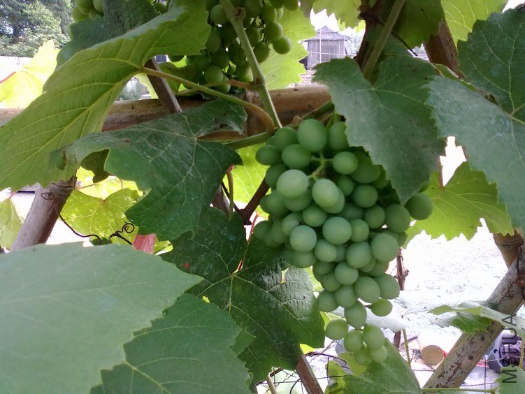 20110526414.jpg