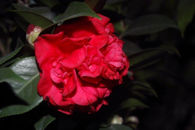 DSC_00480048.JPG