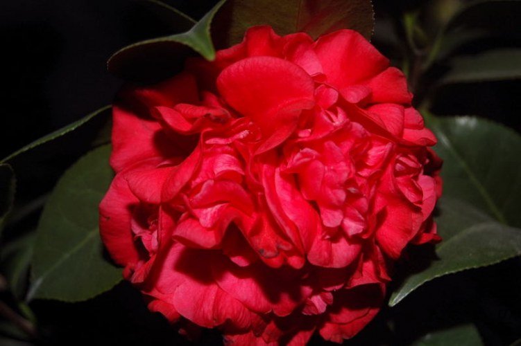 DSC_00470047.JPG