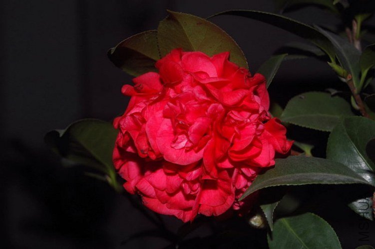 DSC_00460046.JPG