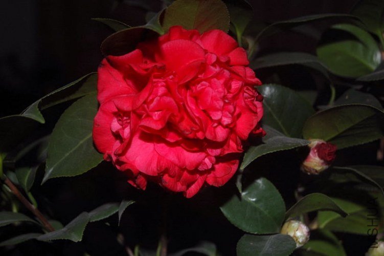 DSC_00450045.JPG