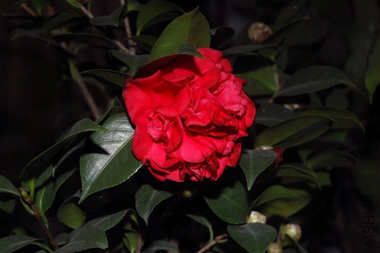 DSC_00100010.JPG
