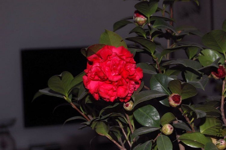 DSC_00030003.JPG