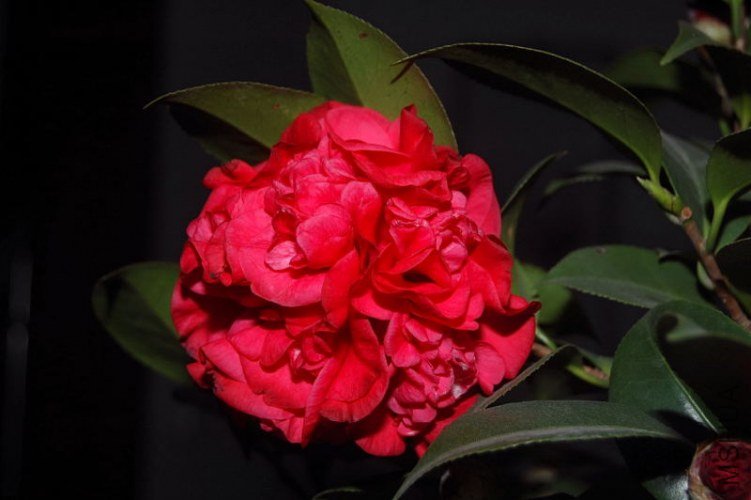 DSC_00060006.JPG