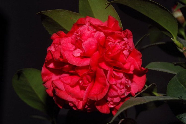 DSC_00120012.JPG