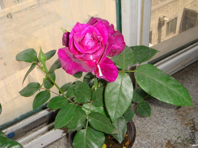 DSC06900.JPG