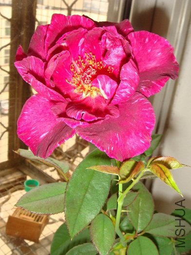 DSC08375.JPG