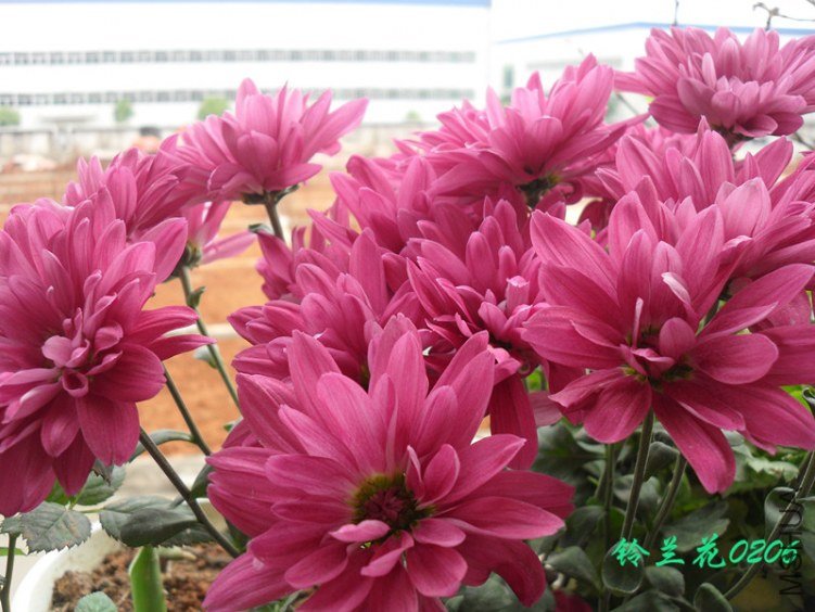 SDC12493_����.jpg