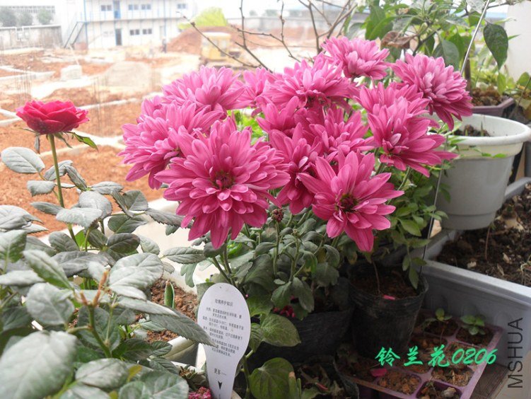 SDC12494_����.jpg