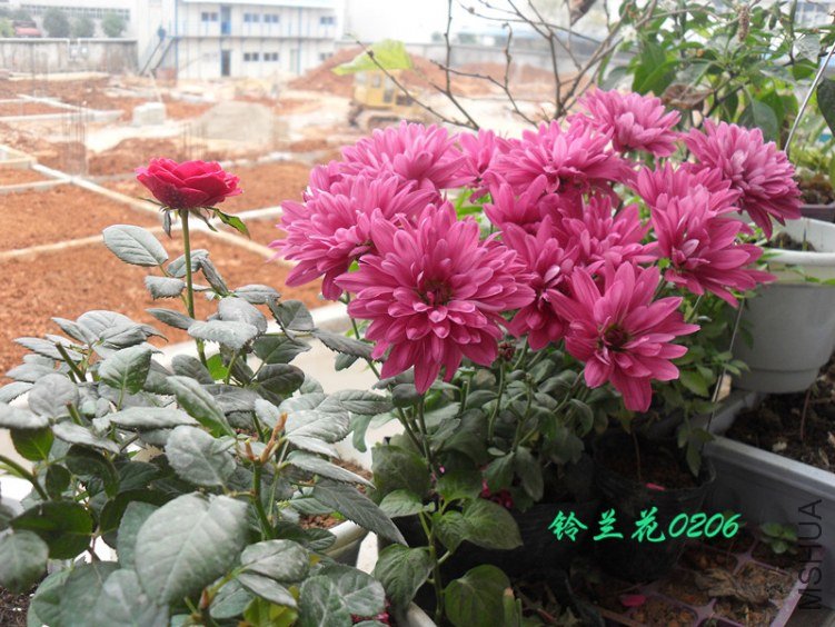 SDC12495_����.jpg