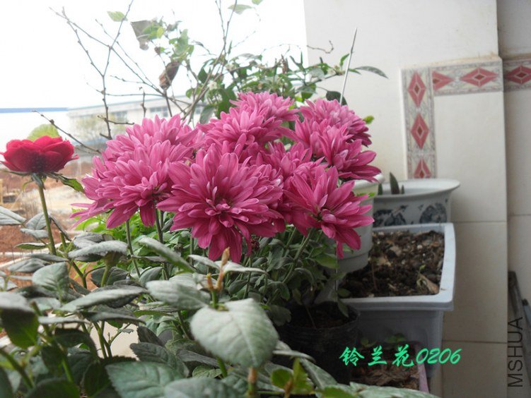 SDC12496_����.jpg