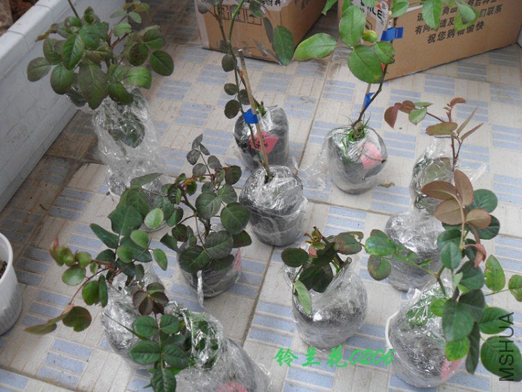 SDC12481_����.jpg