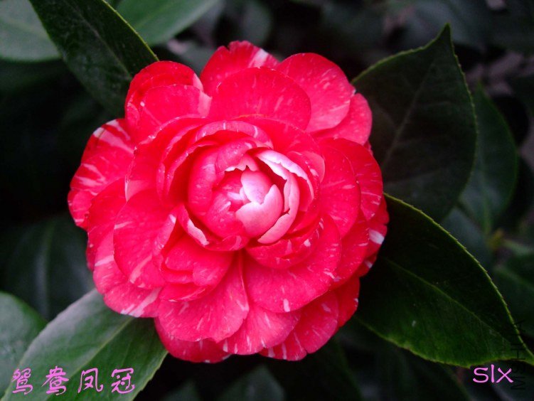 ԧ����2012-1-11f (2).jpg