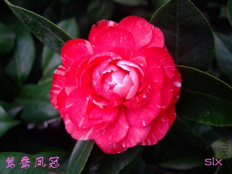 ԧ����2012-1-11f (1).jpg