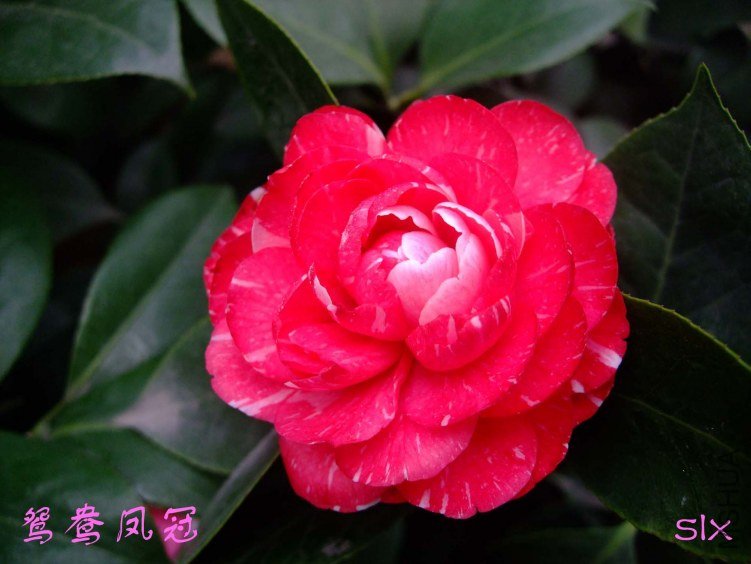 ԧ����2012-1-11f .jpg