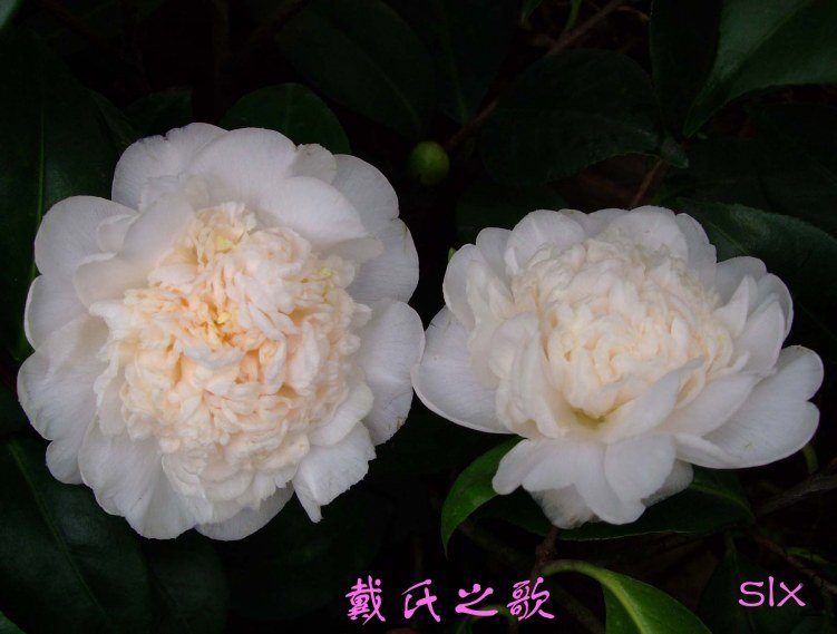 ����֮�� 2012-1-11f (1).jpg