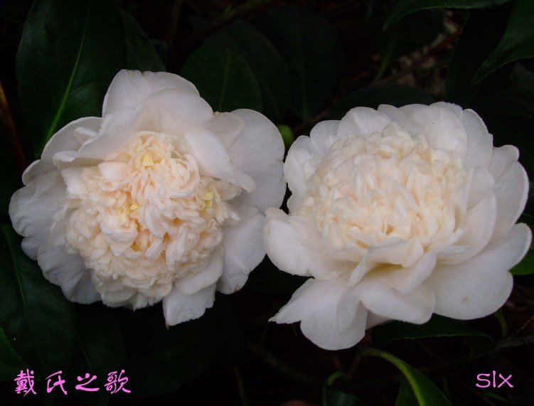 ����֮�� 2012-1-11f.jpg