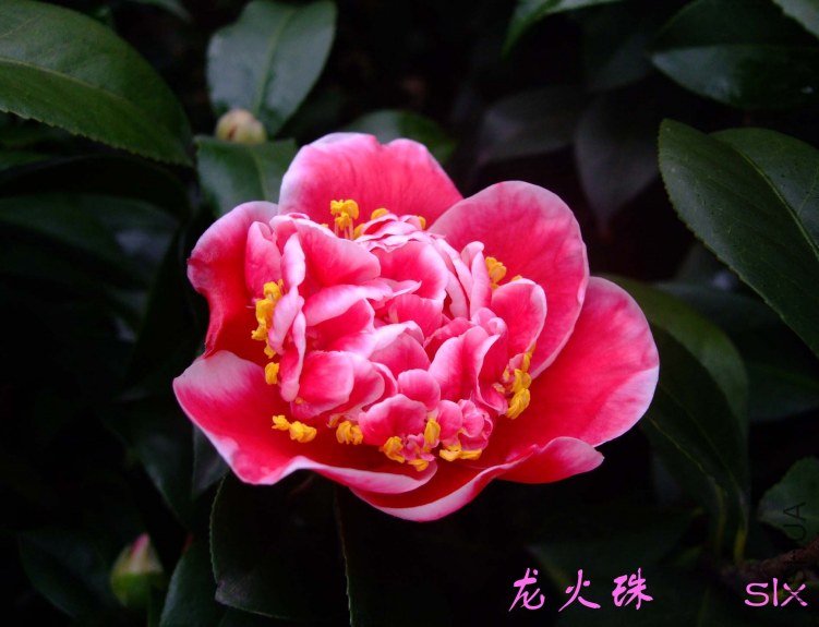 ������2012-1-11f (1).jpg