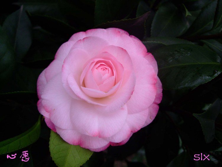 ��Ը 2012-1-11f (1).jpg