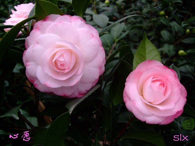 ��Ը 2012-1-11f (2).jpg