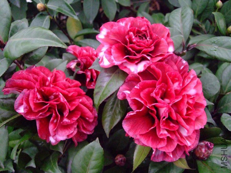 ��Ҷ����2012-1-5f 01.jpg