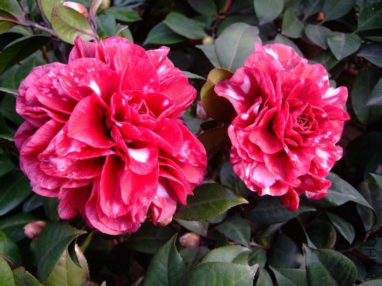 ��Ҷ����2012-1-7f (1).jpg