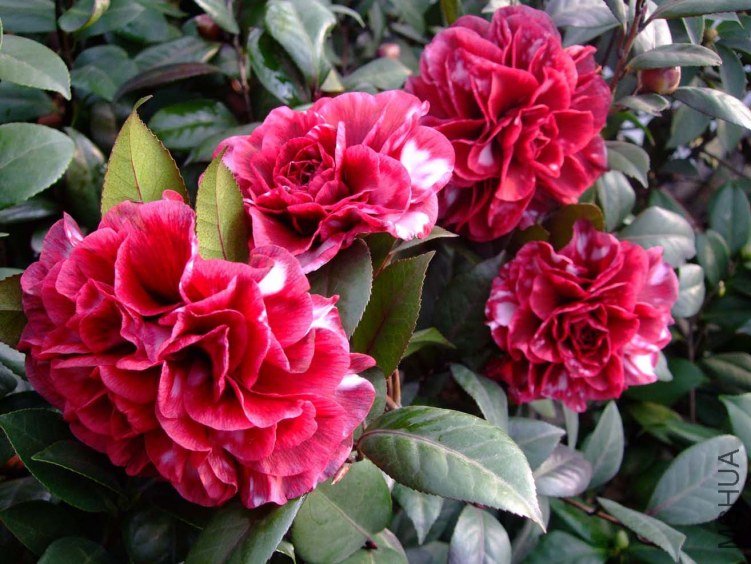 ��Ҷ����2012-1-7f (3).jpg