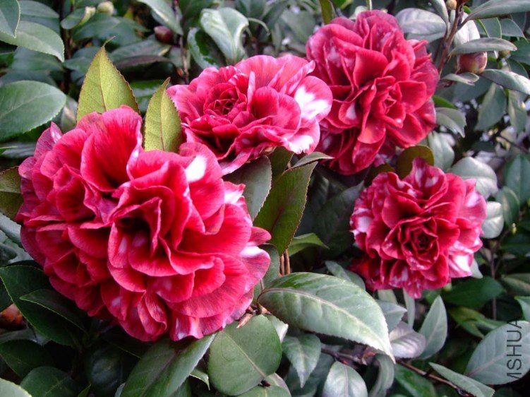 ��Ҷ����2012-1-7f (4).jpg