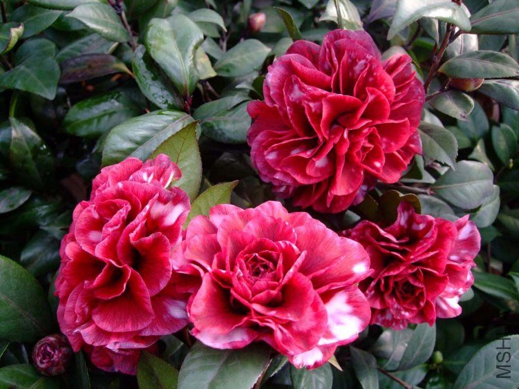 ��Ҷ����2012-1-7f (5).jpg