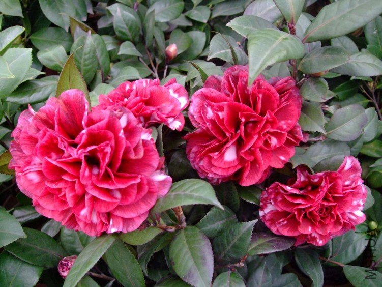 ��Ҷ����2012-1-9f (1).jpg