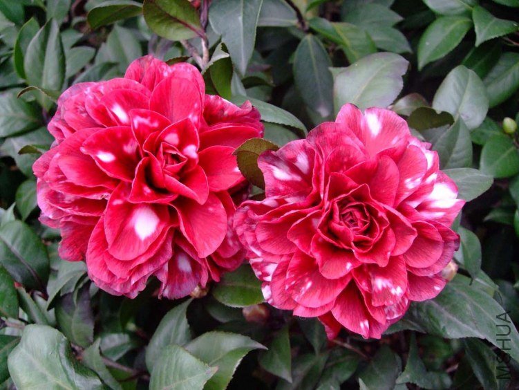 ��Ҷ����2012-1-9f (2).jpg