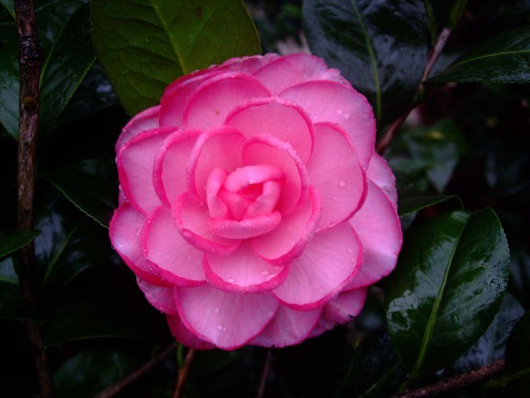 ţ����2012-1-5f .jpg